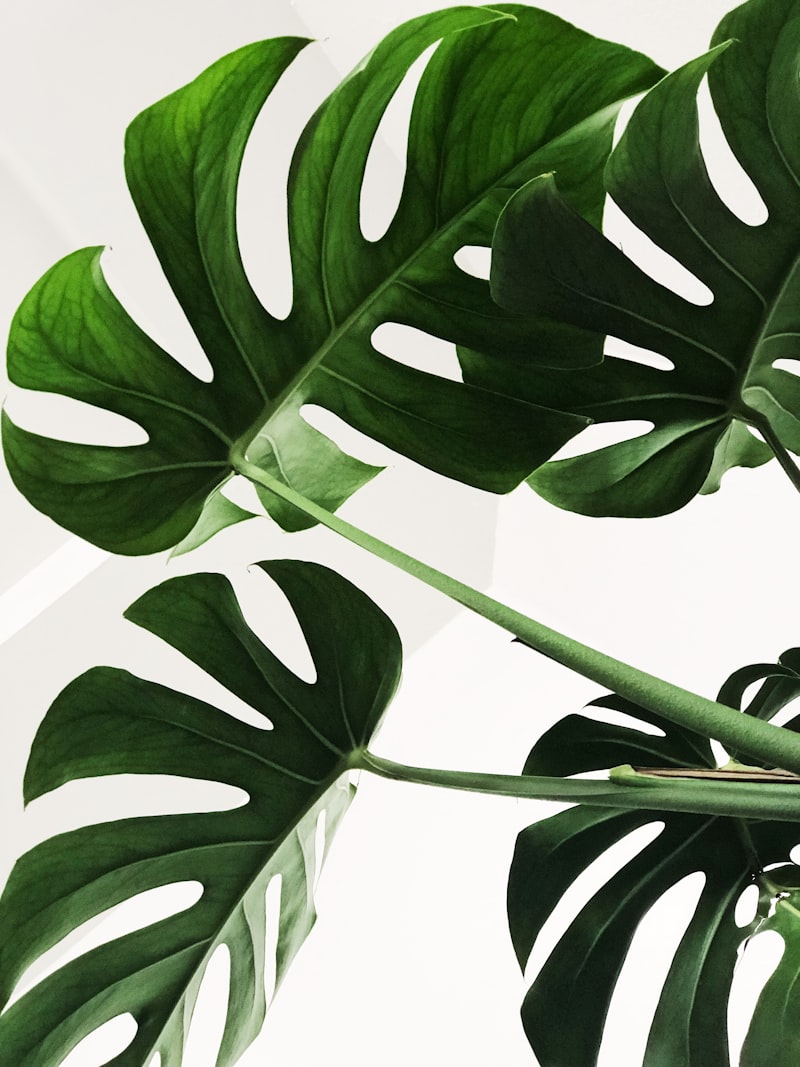 Monstera leaves in bright window light